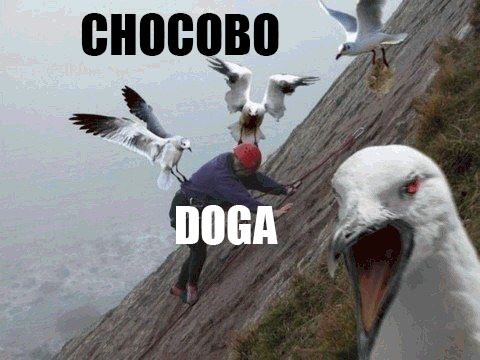 meme-chocobo.jpg